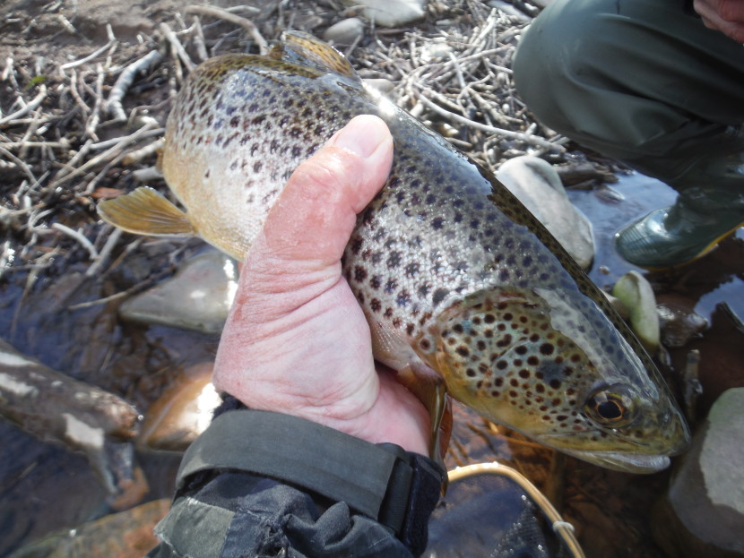 Dinas trout on spiders